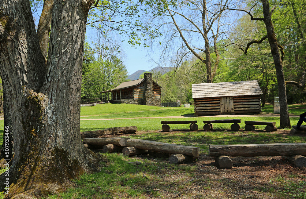 The tree and John Oliver cabin - Great Smoky Mountains National Park, Tennessee The tree and John Oliver cabin - Great Smoky Mountains National Park, Tennessee