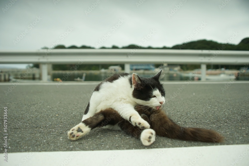 Cat living in Nitoda port, Tashirojima island