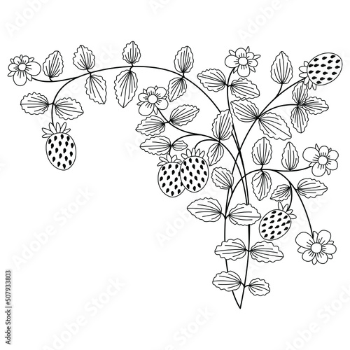 Branch of strawberry plant with leaves, berries and flowers. Vintage style. Black and white linear silhouette.