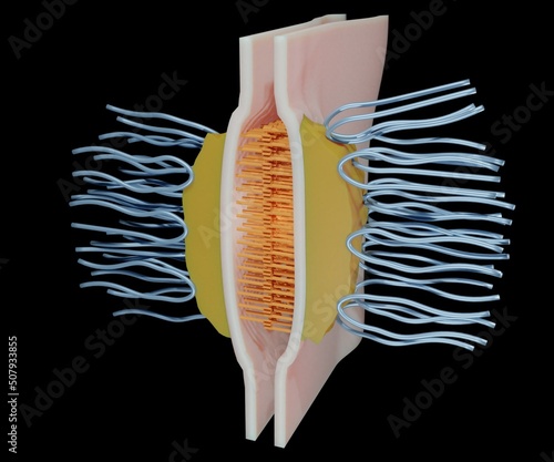 Desmosome also known as a macula adherent is a cell structure specialized for cell to cell adhesion 3d rendering photo