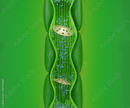 Internal phloem structure from the stem plant photo