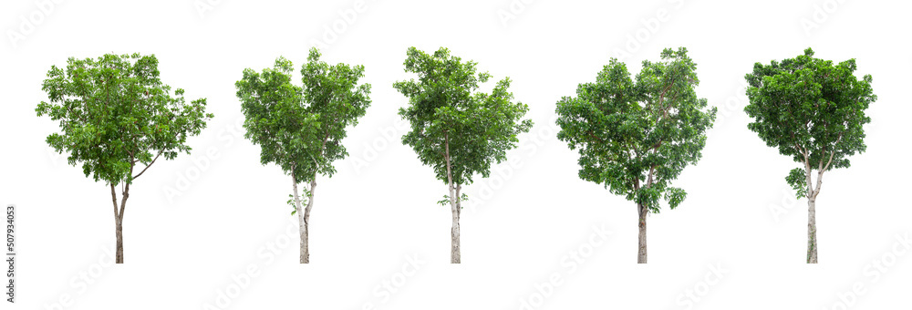 Fototapeta premium Collections big green tree isolated on a white background. clipping path