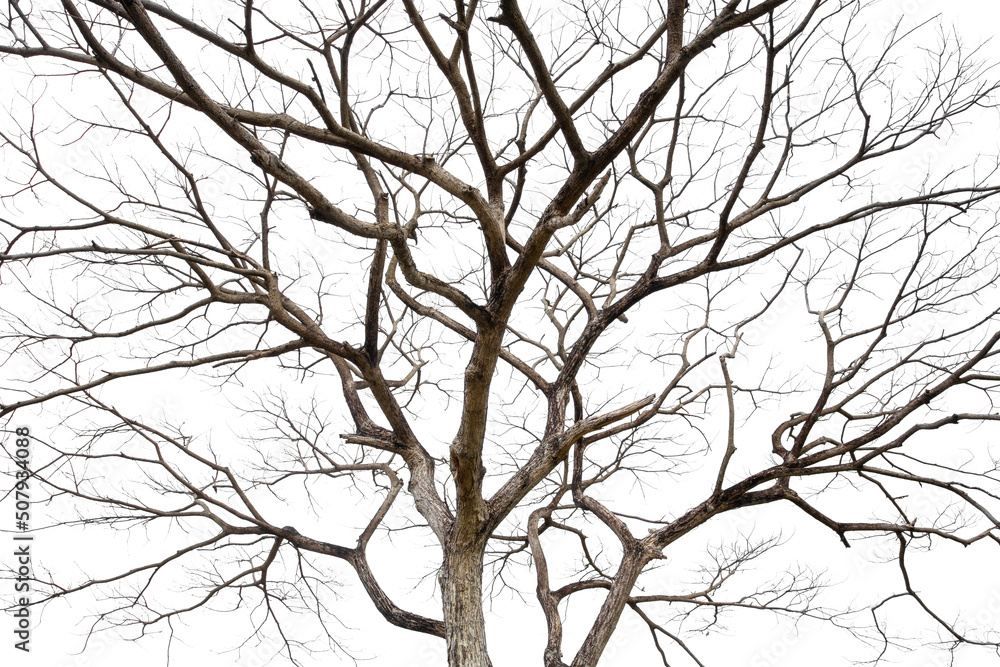 Twigs of a dead tree isolated on a white background, clipping path Twigs of a dead tree isolated on a white background, clipping path
