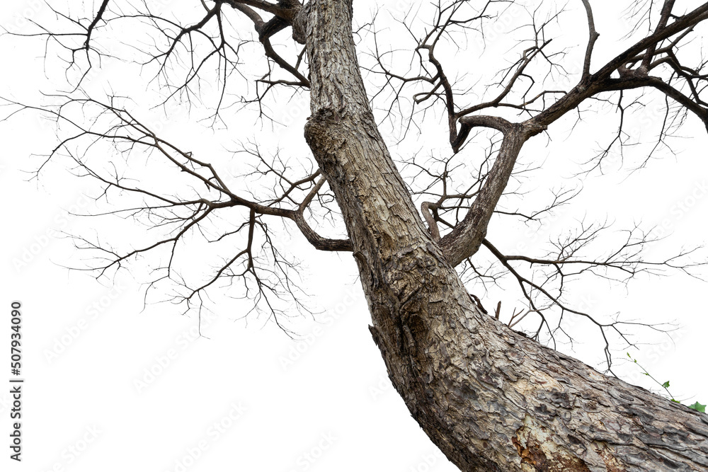 Fototapeta premium Twigs of a dead tree isolated on a white background, clipping path