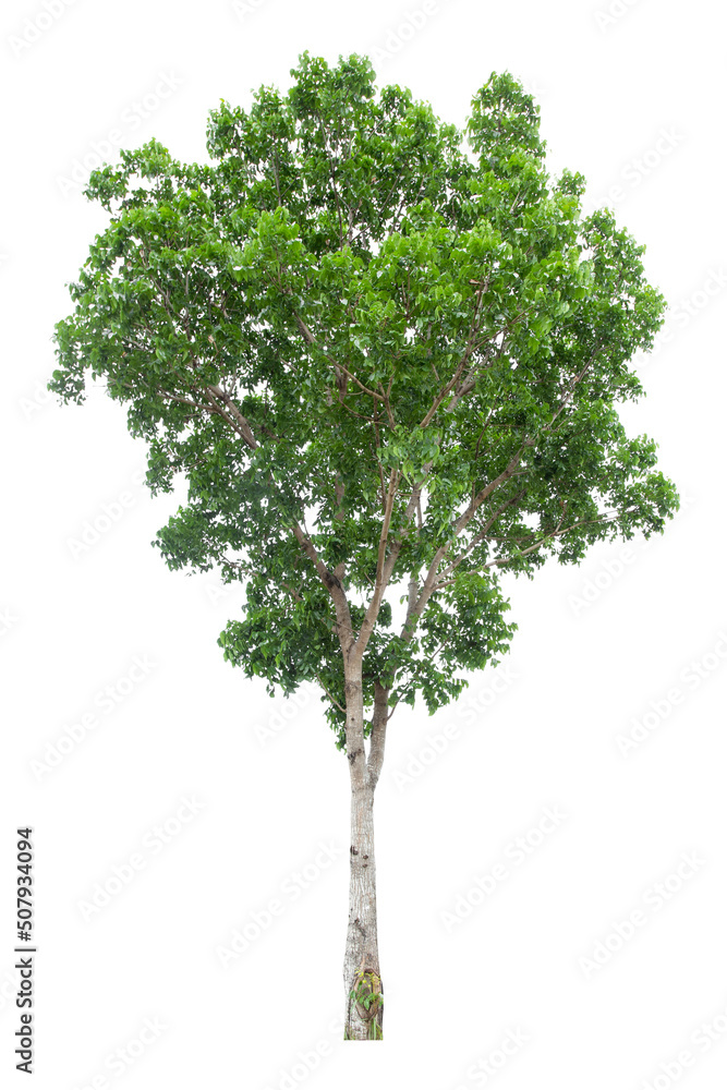 Large green tree is isolated on a white background. clipping path