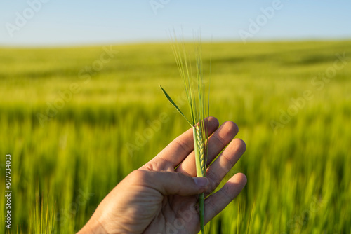 Man's hand holding spikelet of barley against fertile field of barley and blue sky.