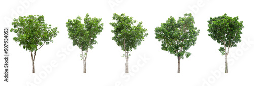 Collections big green tree isolated on a white background. clipping path