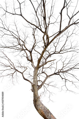 Twigs of a dead tree isolated on a white background, clipping path