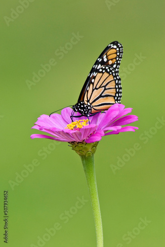 Monarch Butterfly Pollinating a Zinnia Flower