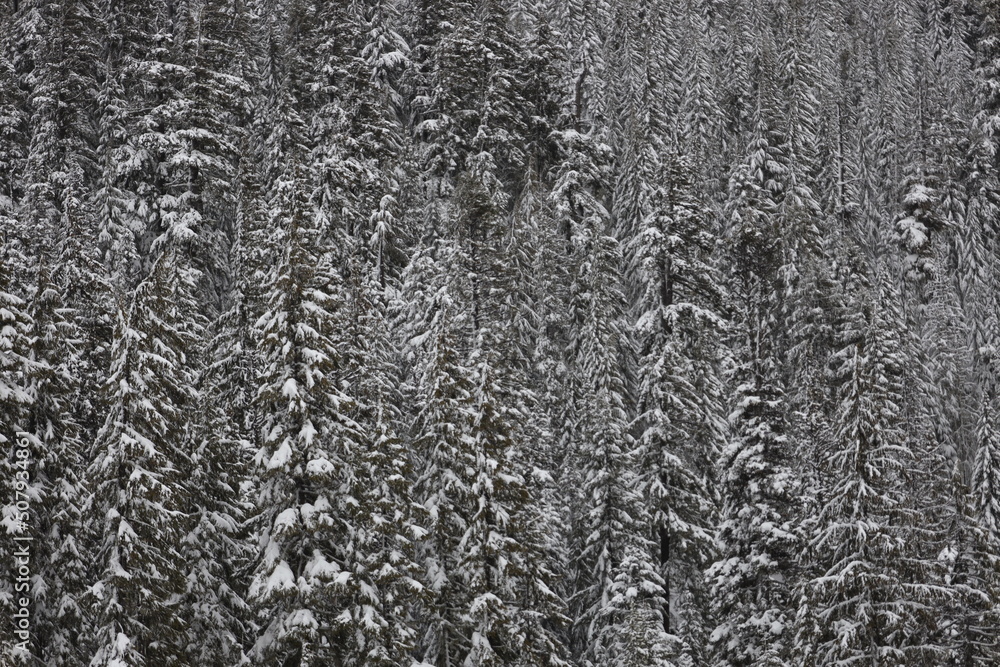 snow covered winter trees in the forest snow covered winter trees in the forest