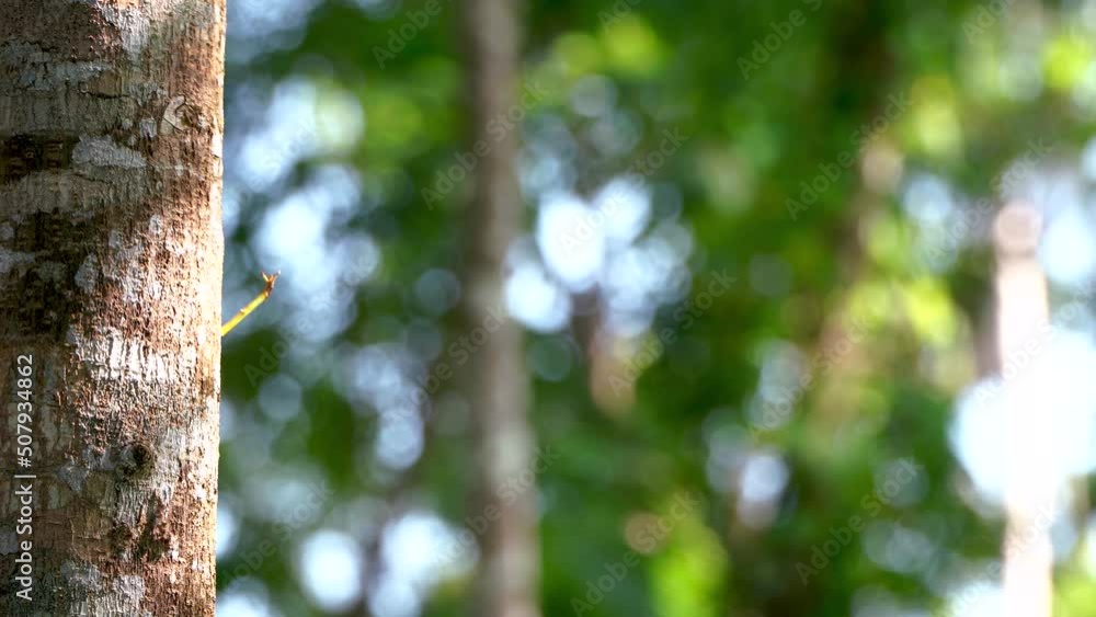 Defocus the camera lens on the object being captured Defocus the camera lens on the object being captured