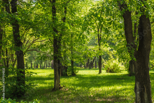 Forest clearing in a green forest in the spring