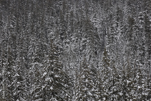 snow covered trees in a winter forest © Marcy