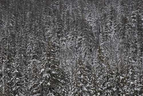 snow covered trees in a winter forest