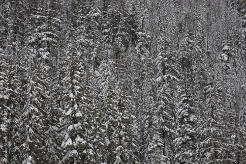snow covered winter trees in the forest