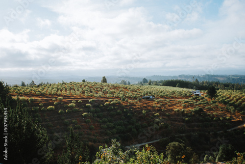 Vineyard landscape in Guarilihue  Paisaje de vi  as en Guarilihue