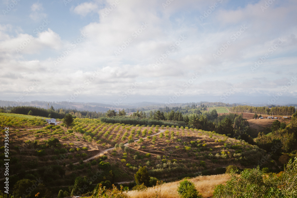 Vineyard landscape in Guarilihue,
Paisaje de viñas en Guarilihue