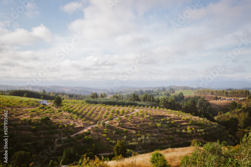 Fototapeta Naklejka Na Ścianę i Meble -  Vineyard landscape in Guarilihue,
Paisaje de viñas en Guarilihue