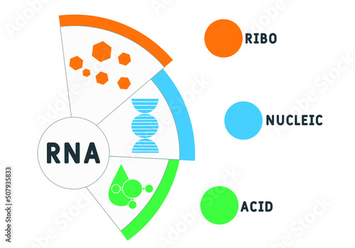 RNA - Ribonucleic acid acronym. business concept background.  vector illustration concept with keywords and icons. lettering illustration with icons for web banner, flyer, landing page