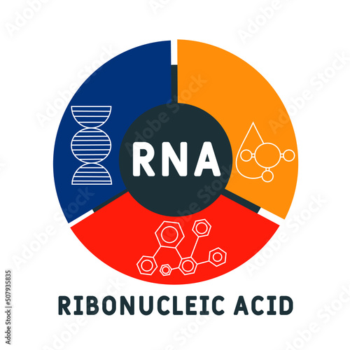 RNA - Ribonucleic acid acronym. business concept background.  vector illustration concept with keywords and icons. lettering illustration with icons for web banner, flyer, landing page