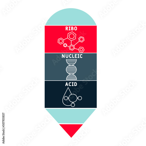 RNA - Ribonucleic acid acronym. business concept background.  vector illustration concept with keywords and icons. lettering illustration with icons for web banner, flyer, landing page