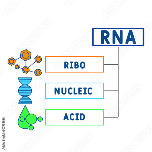 RNA - Ribonucleic acid acronym. business concept background.  vector illustration concept with keywords and icons. lettering illustration with icons for web banner, flyer, landing page