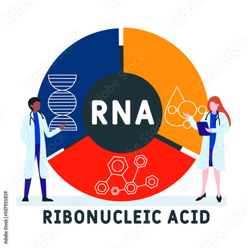 RNA - Ribonucleic acid acronym. business concept background.  vector illustration concept with keywords and icons. lettering illustration with icons for web banner, flyer, landing page