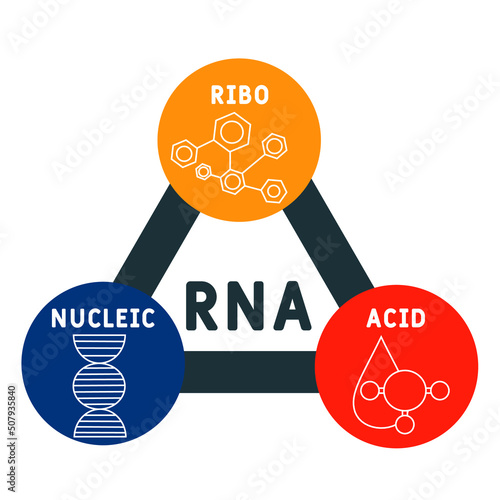 RNA - Ribonucleic acid acronym. business concept background.  vector illustration concept with keywords and icons. lettering illustration with icons for web banner, flyer, landing page
