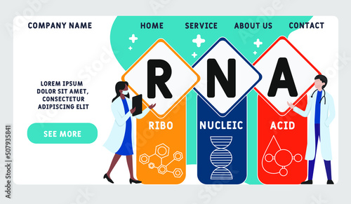 RNA - Ribonucleic acid acronym. business concept background.  vector illustration concept with keywords and icons. lettering illustration with icons for web banner, flyer, landing page