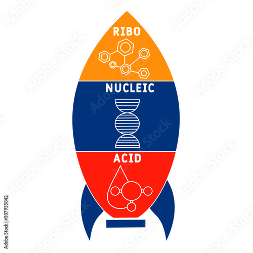 RNA - Ribonucleic acid acronym. business concept background.  vector illustration concept with keywords and icons. lettering illustration with icons for web banner, flyer, landing page