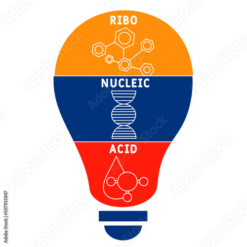 RNA - Ribonucleic acid acronym. business concept background.  vector illustration concept with keywords and icons. lettering illustration with icons for web banner, flyer, landing page