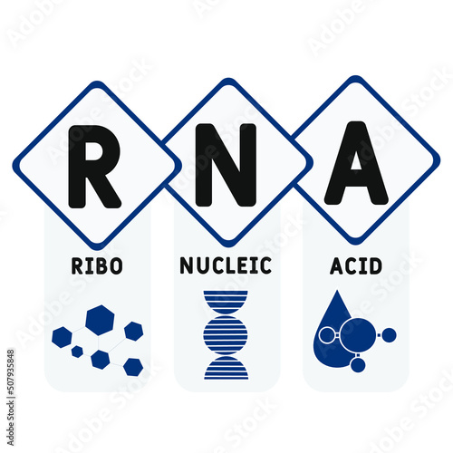 RNA - Ribonucleic acid acronym. business concept background.  vector illustration concept with keywords and icons. lettering illustration with icons for web banner, flyer, landing page