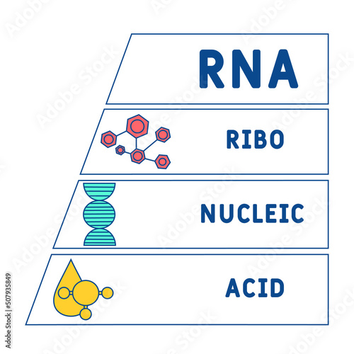 RNA - Ribonucleic acid acronym. business concept background.  vector illustration concept with keywords and icons. lettering illustration with icons for web banner, flyer, landing page
