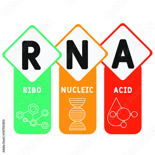 RNA - Ribonucleic acid acronym. business concept background.  vector illustration concept with keywords and icons. lettering illustration with icons for web banner, flyer, landing page