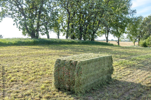Slika na platnu A large bale of mixed hay on the ground in a harvested  field with trees in the background