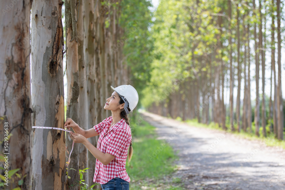A young Asia woman in work using measuring the diameter of a tree with a diameter tape,Measure the dimensions of the eucalyptus trees to verify their size before they are cut 
