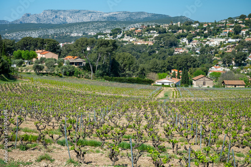 Green vineyards of Cotes de Provence in spring, Cassis wine region, wine making in South of France photo