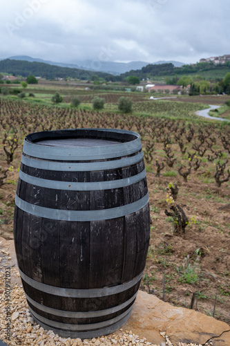 Old vineyards of Cotes de Provence in spring, Bandol wine region, wine making in South of France