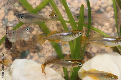 Japanese gold and silver colored aquarium Killifish “Medaka” ricefish, closeup macro photography. 金や銀色の輝く日本観賞用ヒカリ体型メダカが泳ぐ水槽内。 photo