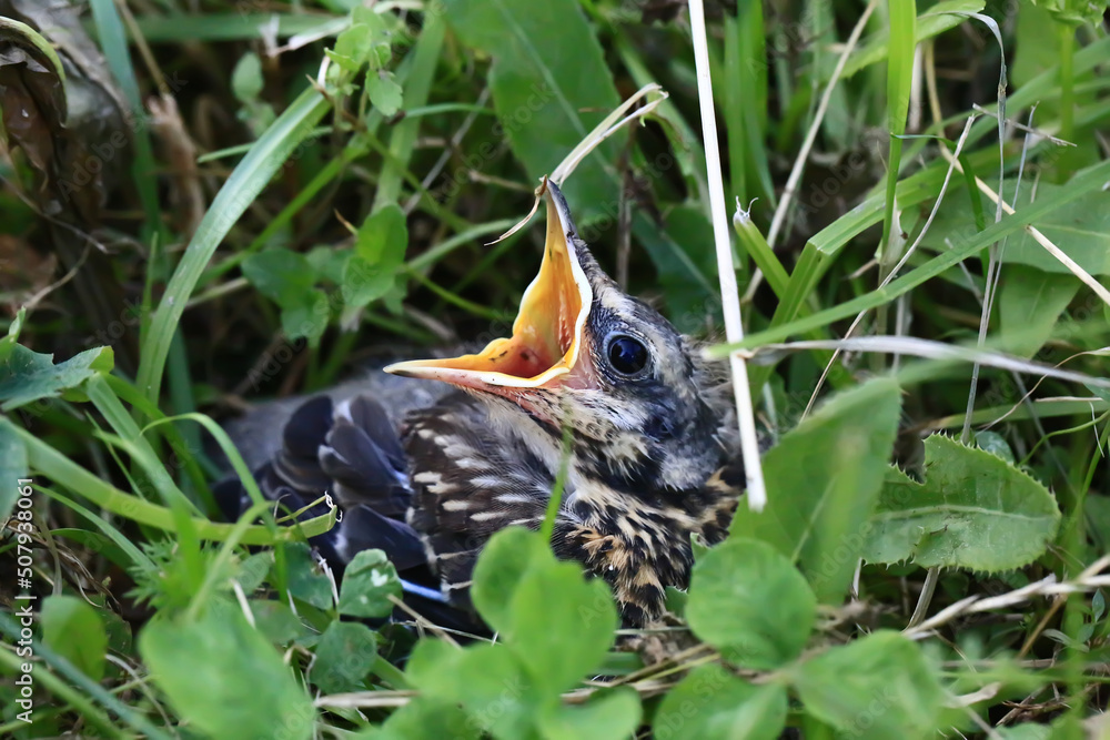 Nestling bird in the grass. Yellow-beaked nestling starling sits in the grass and waiting for parents. Thrown out of the nest to learn to fly. Nestling bird in the grass. Yellow-beaked nestling starling sits in the grass and waiting for parents. Thrown out of the nest to learn to fly.