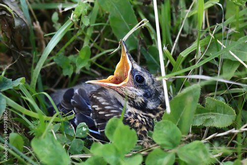 Nestling bird in the grass. Yellow-beaked nestling starling sits in the grass and waiting for parents. Thrown out of the nest to learn to fly.