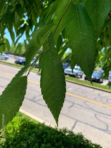 Japanese Zelkova serrata (Keyaki) Tree Leaves providing shade on the side of the road photo