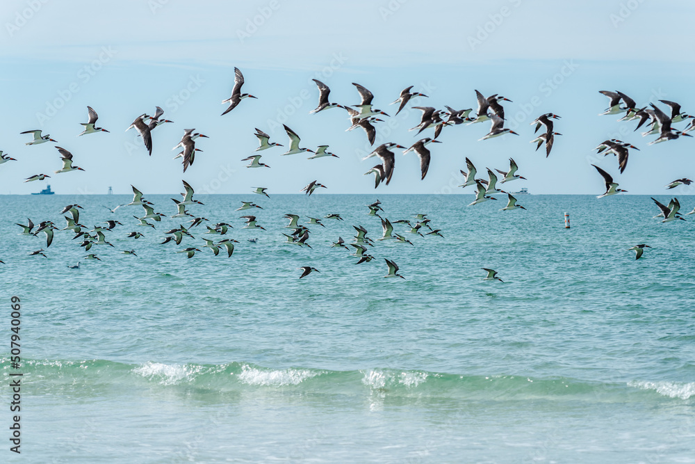 Birds scattering Birds scattering