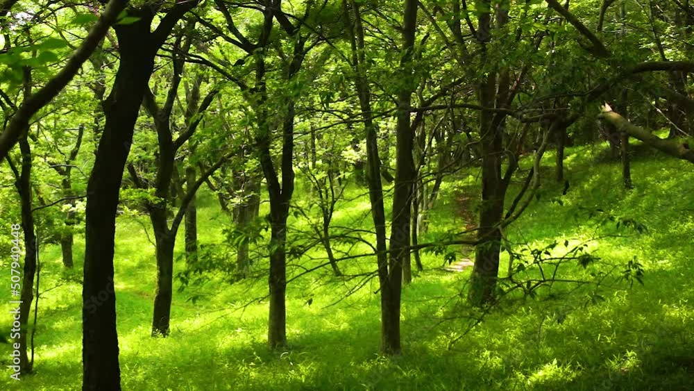 風にゆれる若葉 立田山 熊本市 風にゆれる若葉 立田山 熊本市