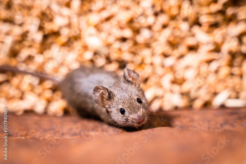 Domestic mice are caught in grain storage. Damage to the wheat crop by rodents. Mouse close up