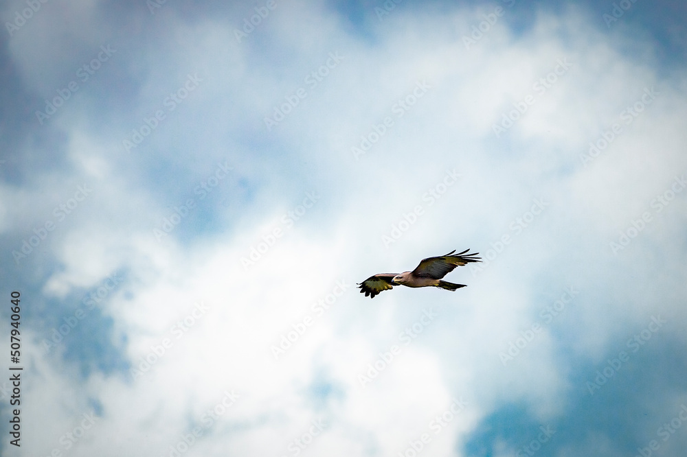 birds in flight birds in flight