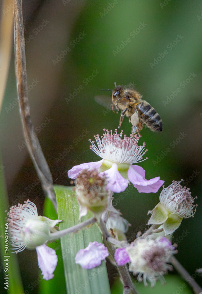 bee on a flower bee on a flower