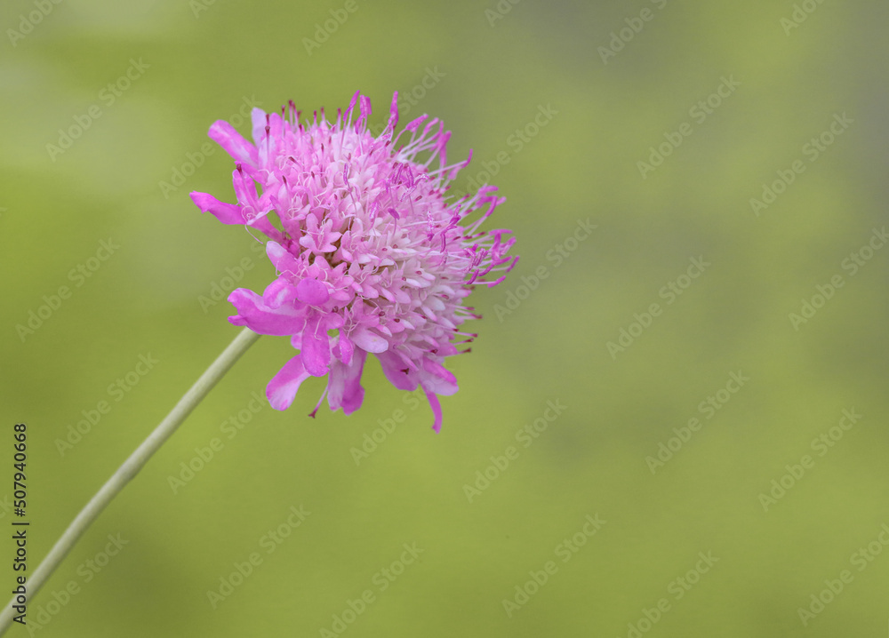 thistle flower thistle flower