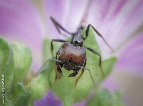 beetle on flower © adrian