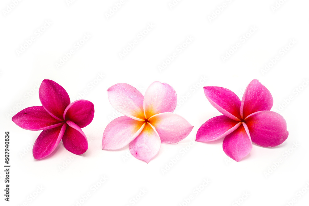 frangipani flower isolated on white frangipani flower isolated on white